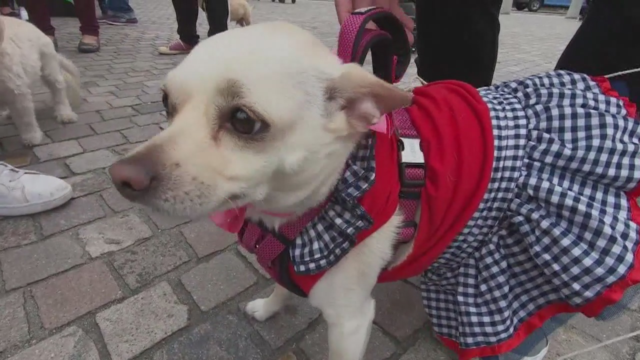 Annual 'Blessing of the Animals' in L.A. a big hit with community