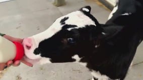 Minnesota Zoo brings the cuteness with Farm Babies