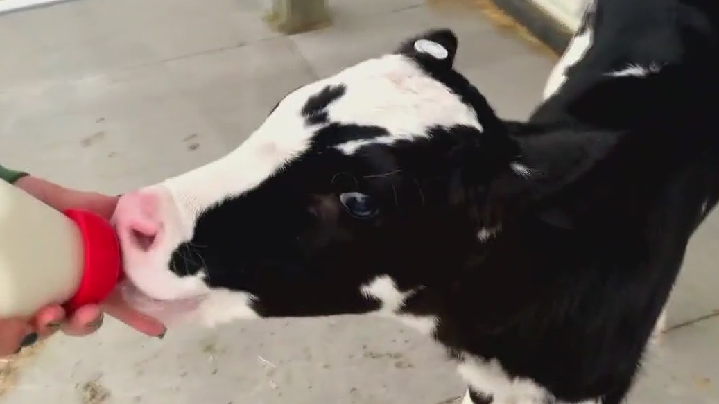 Minnesota Zoo brings the cuteness with Farm Babies