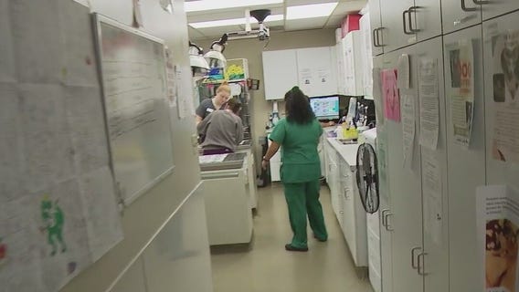 Chicago animal hospitals seeing shortage of doctors