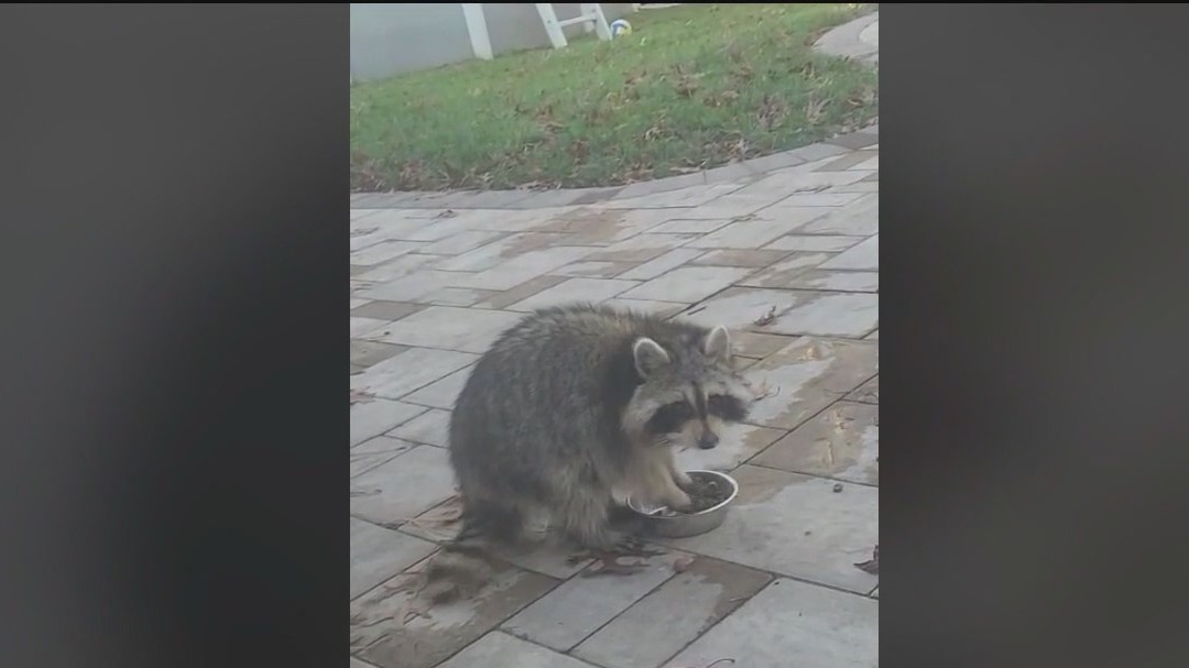 Rabies alert in Nassau County, Long Island