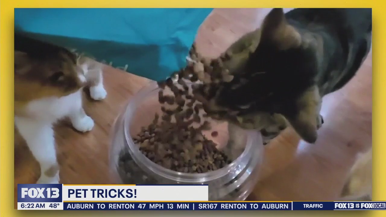 Pet Tricks for Tuesday, March 26