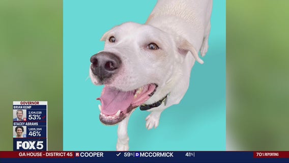 Pet of the Day from the Humane Society of Northeast Georgia