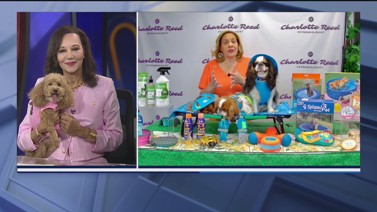 Ways to keep your pets hydrated during the summer months