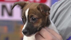 Meet Piper: Our Pet of the Day