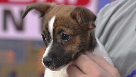 Meet Piper: Our Pet of the Day