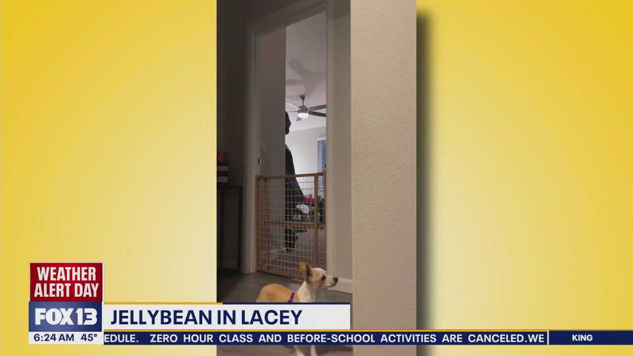 Pet Tricks for Tuesday, February 25