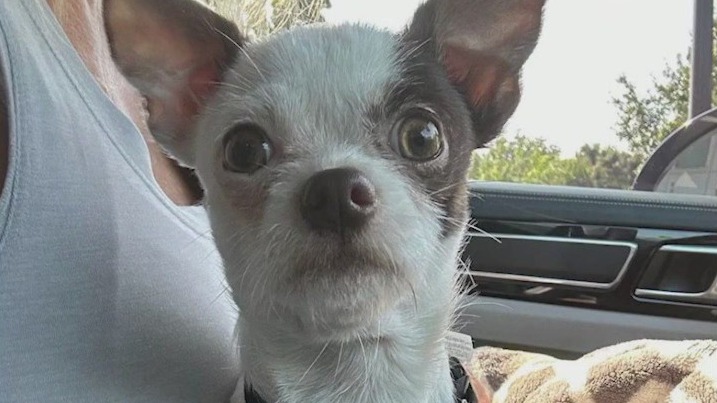 Meet Snoopy and Cranberry: Our Pets of the Day