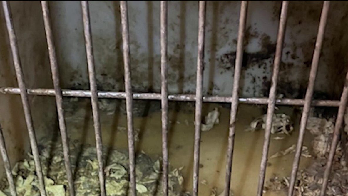 Two women arrested in Gwinnett animal cruelty case