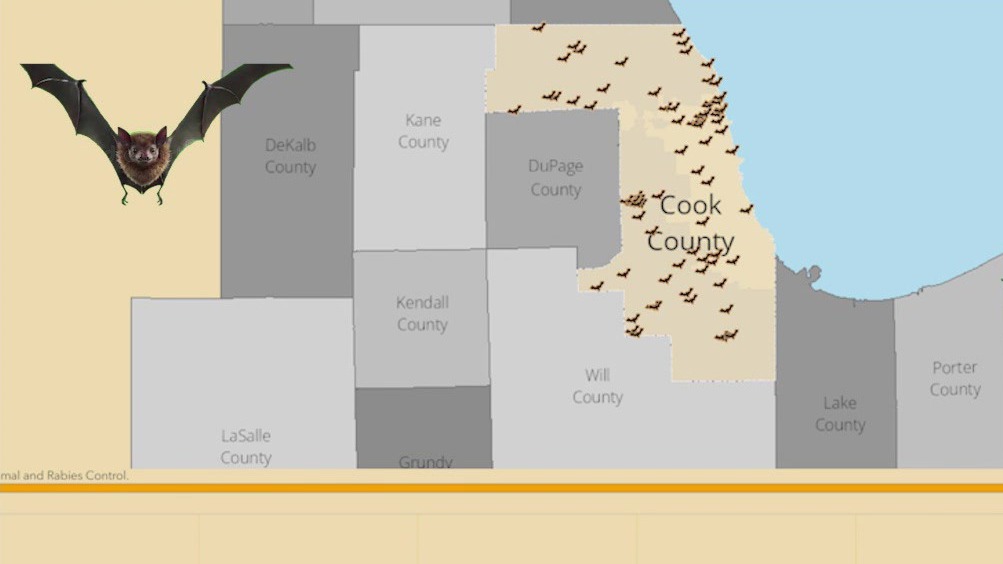 Cook County warns residents of rabid bats this Halloween