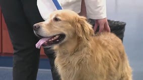 Underestimated costs of pet care