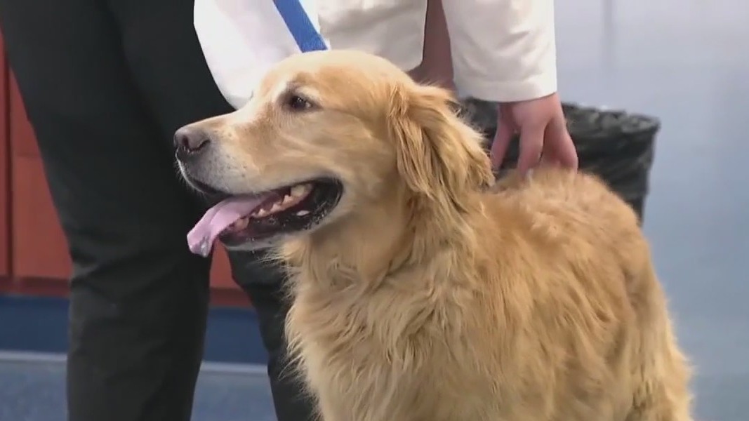 Underestimated costs of pet care