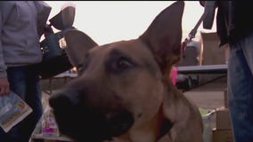 Pet rescue sees more need, less donations