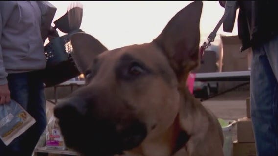 Pet rescue sees more need, less donations