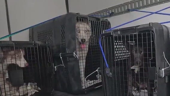 30 dogs flown from California to Arizona due to fires