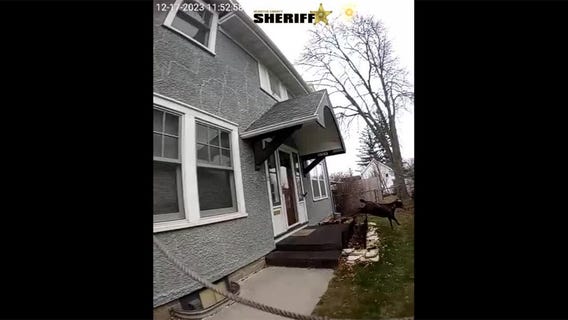 Deputy captures goat in Rochester neighborhood