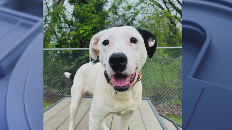 Meet Demi, Rozy, Peaches, and Etta: Our Pets of the Day