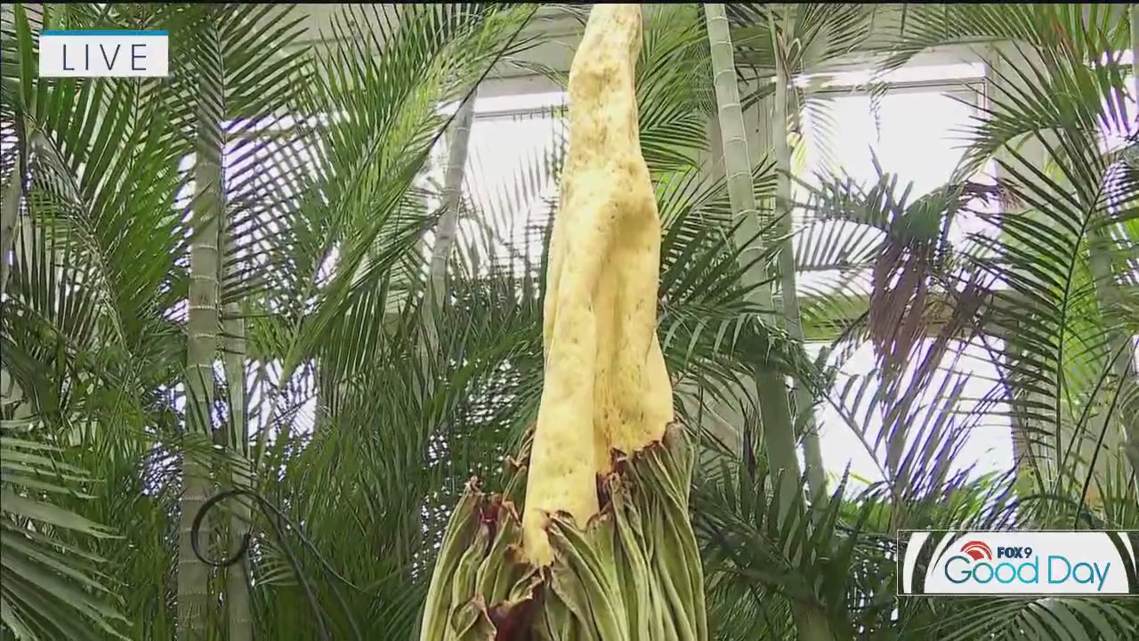 FOX 9 Good Day: June 26, 2025