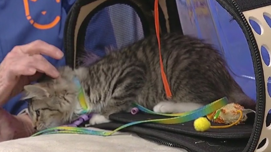 Good Day Atlanta pet of the day: Mighty Mouse