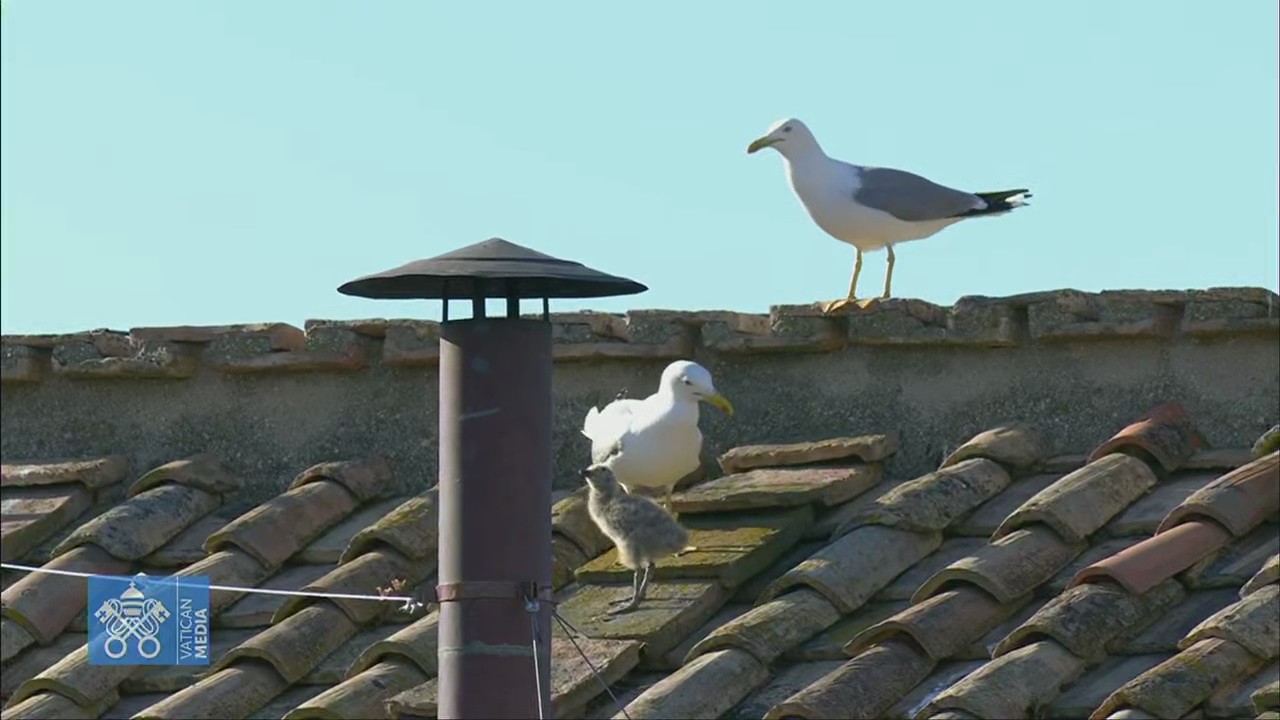 Baby seagull lands moments before white smoke signals new pope