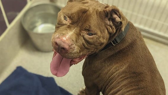 Dog of the Weekend: Bubba