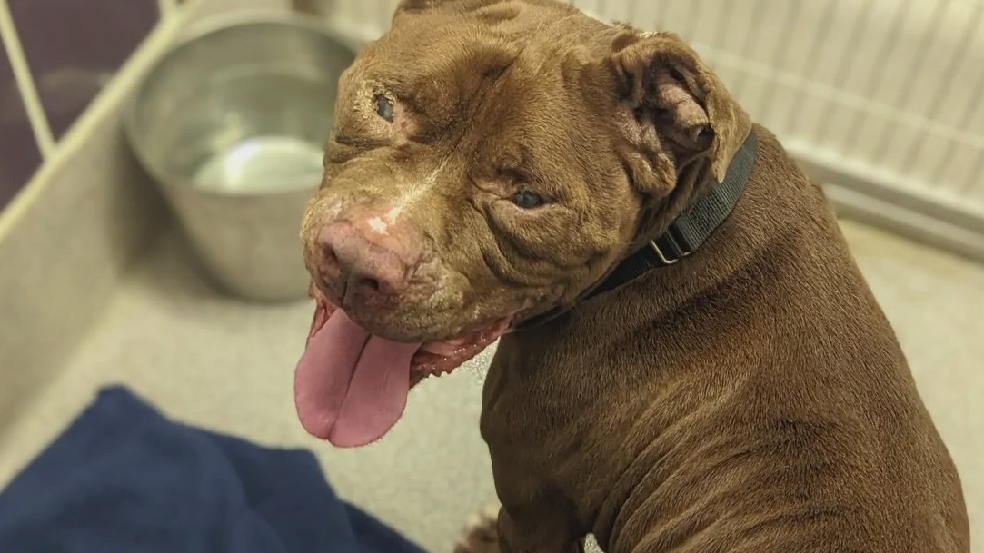 Dog of the Weekend: Bubba