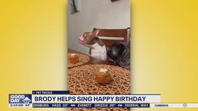 Pet Tricks for Tuesday, December 2