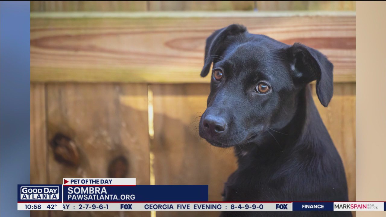 Pet of the Day from PAWS Atlanta