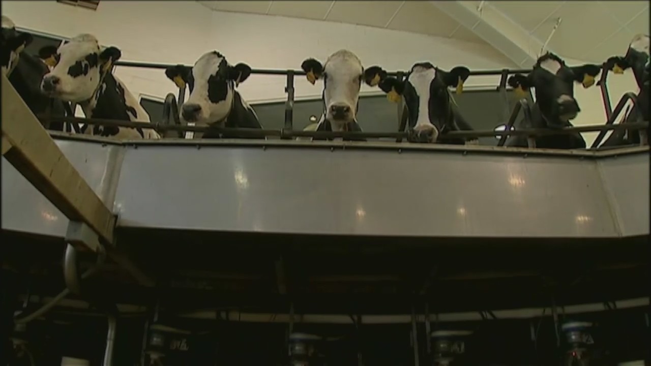 Bird flu outbreak: How worried should we be?