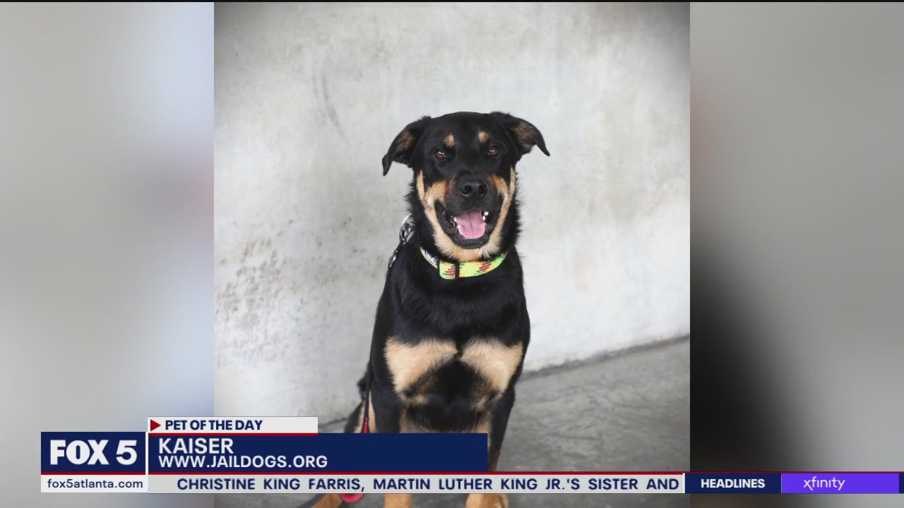 Pet of the Day from Jail Dogs