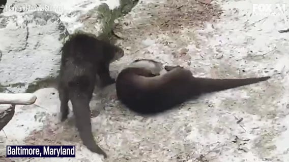 Animals enjoying this week's snow