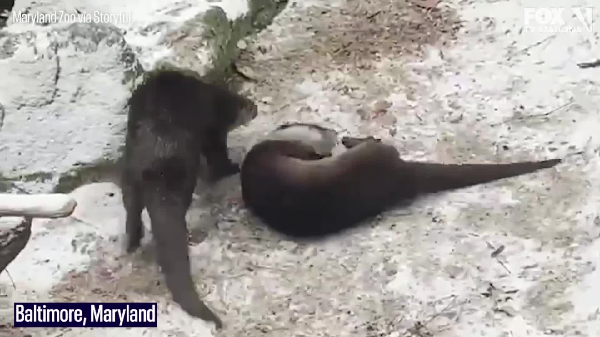 Animals enjoying this week's snow