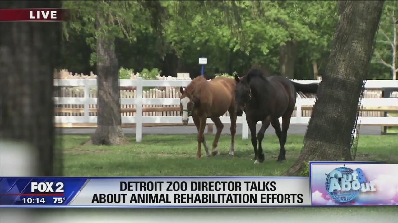 Rescued Thoroughbred race horses at The Detroit Zoo