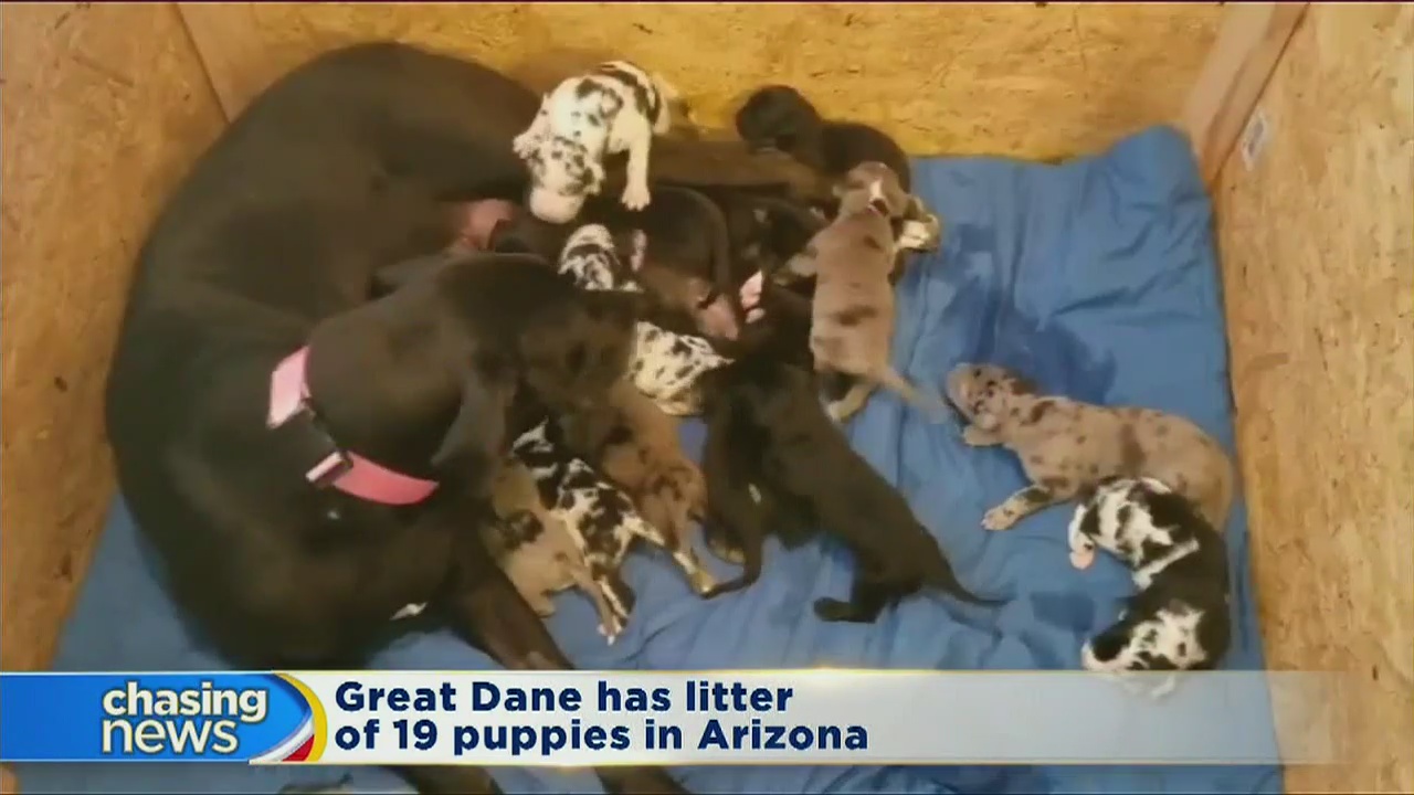 Great Dane has litter of 19 puppies