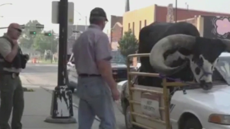 Man gets pulled over for taking bull on joyride