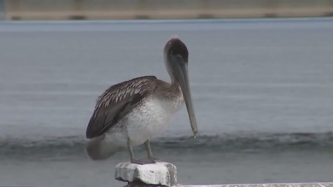 FWC votes on new skyway pier fishing regulations