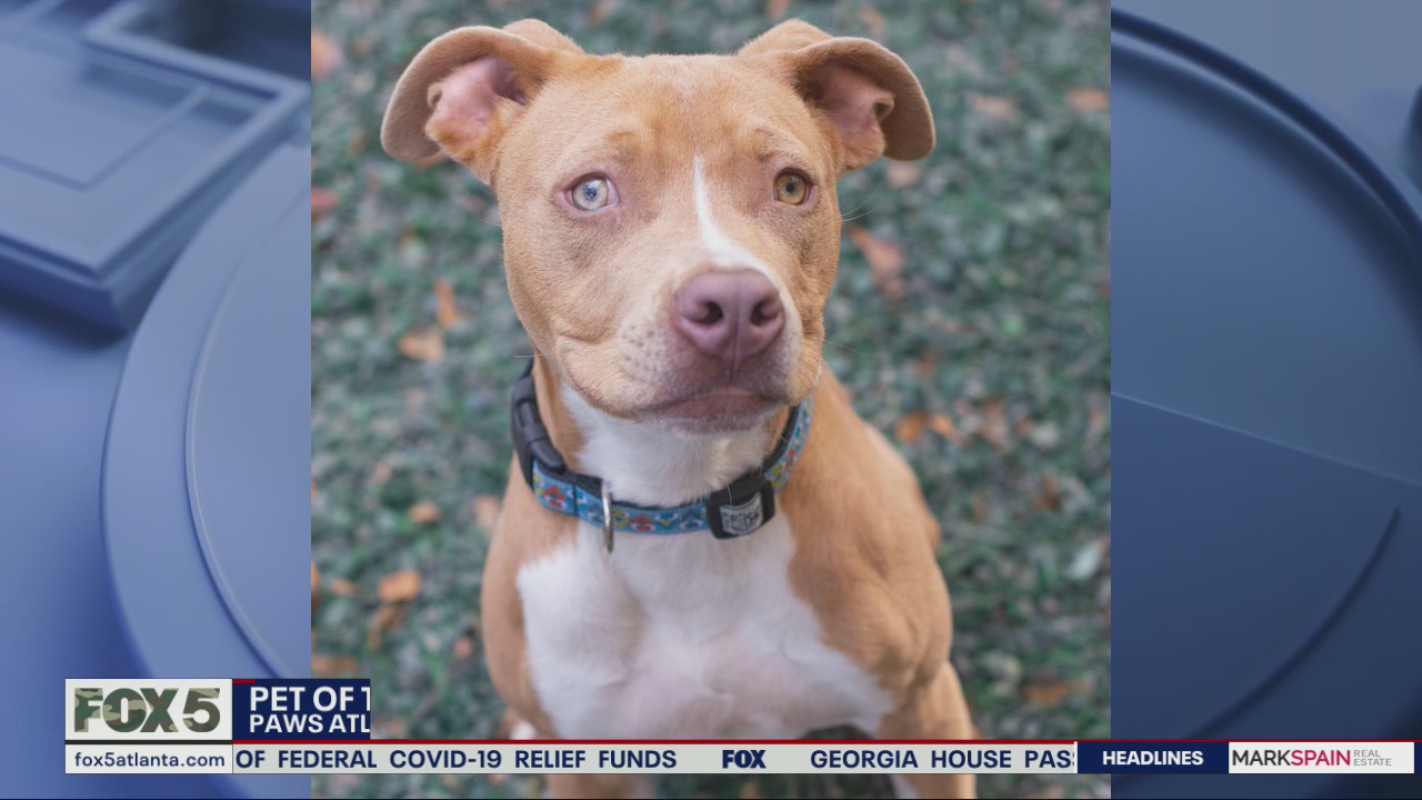 Pet of the Day from PAWS Atlanta