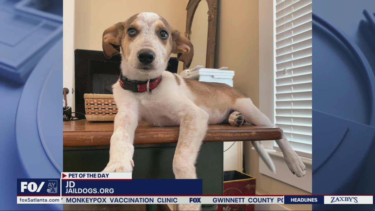 Pet of the Day from Operation Second Chance Jail Dogs