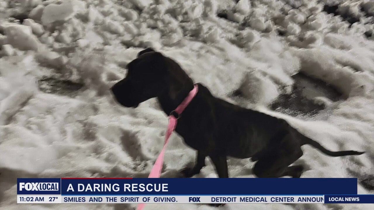 Lori's Stories: A Dual Rescue pt 1