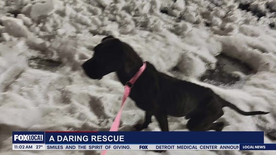 Lori's Stories: A Dual Rescue pt 1