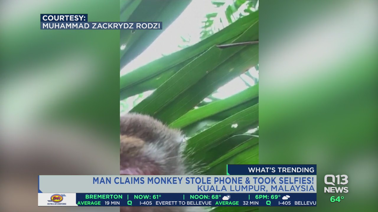 Monkey who stole phone takes epic selfie video