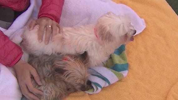 Arizona Animal Welfare League offering free vaccines to pets on May 28, June 23