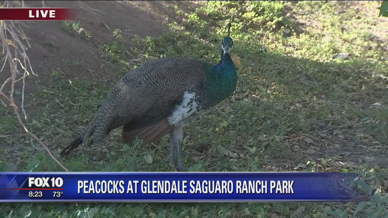 Cory's Corner: Glendale Saguaro Ranch Park