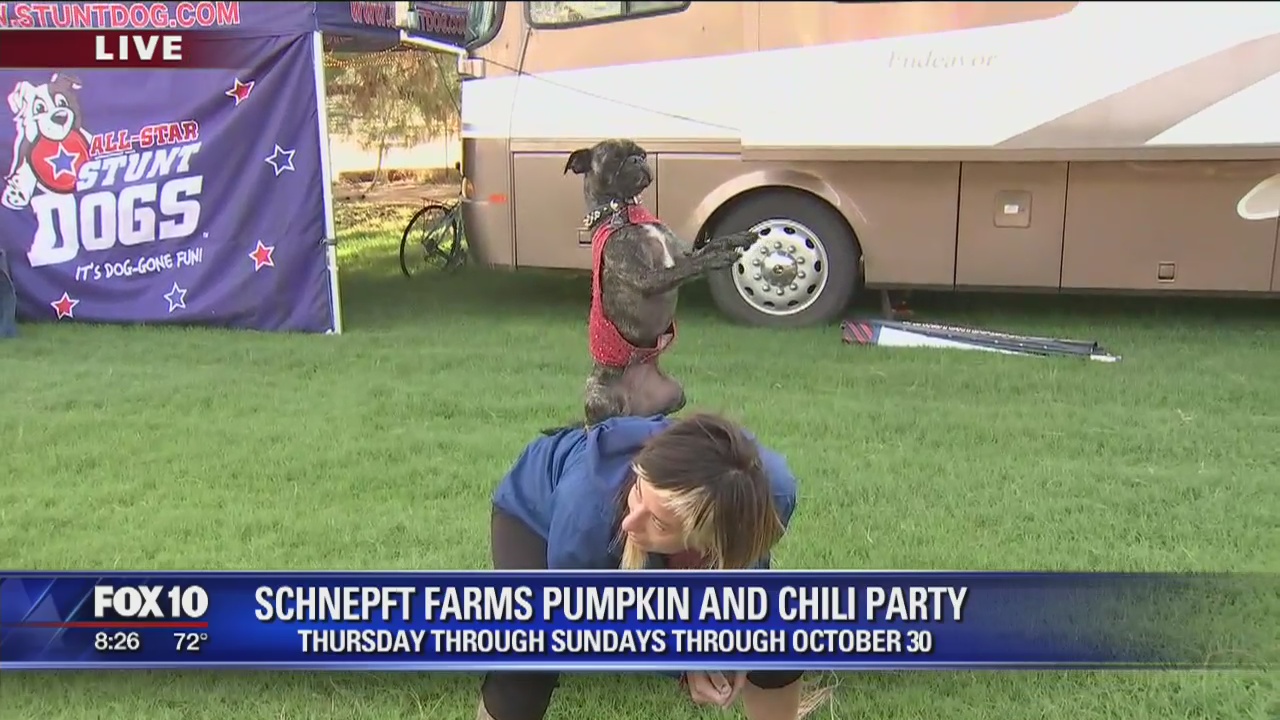Pumpkin and chili party at Schnepf Farms