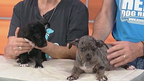 Meet Dodd and Darline: Our Pets of the Day