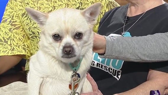 Meet Rebel: Our Pet of the Day