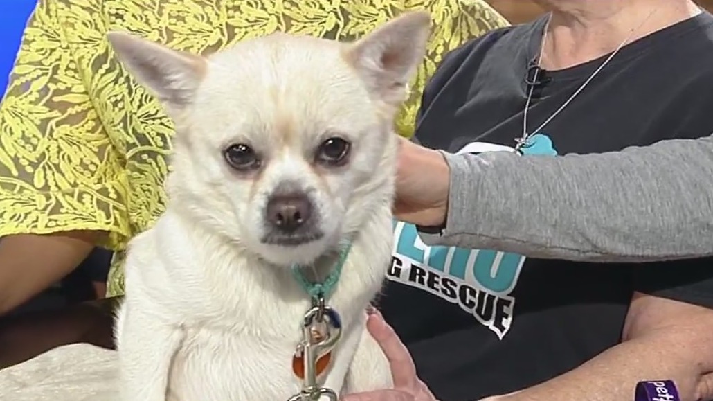 Meet Rebel: Our Pet of the Day