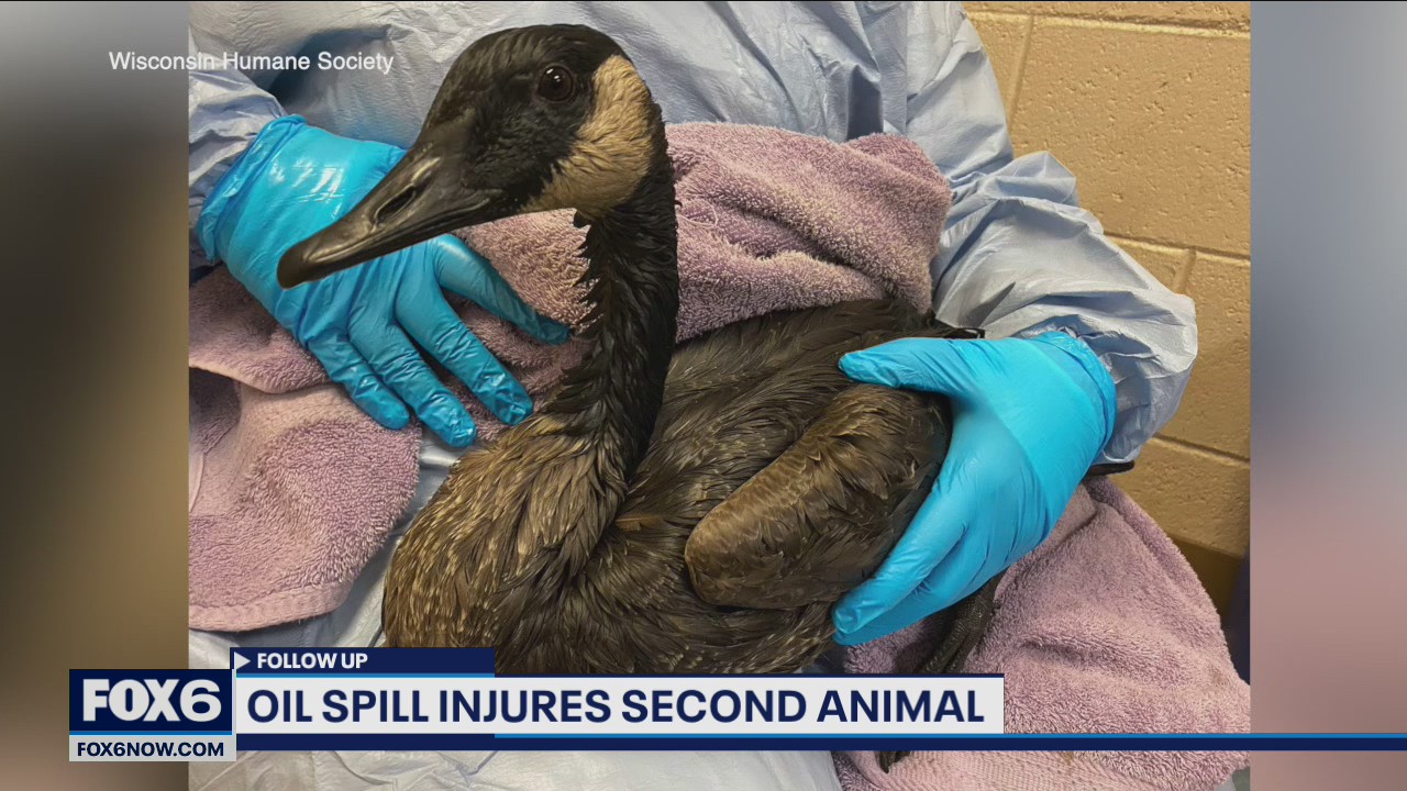 Komatsu Milwaukee River oil spill, goose, owl recovering