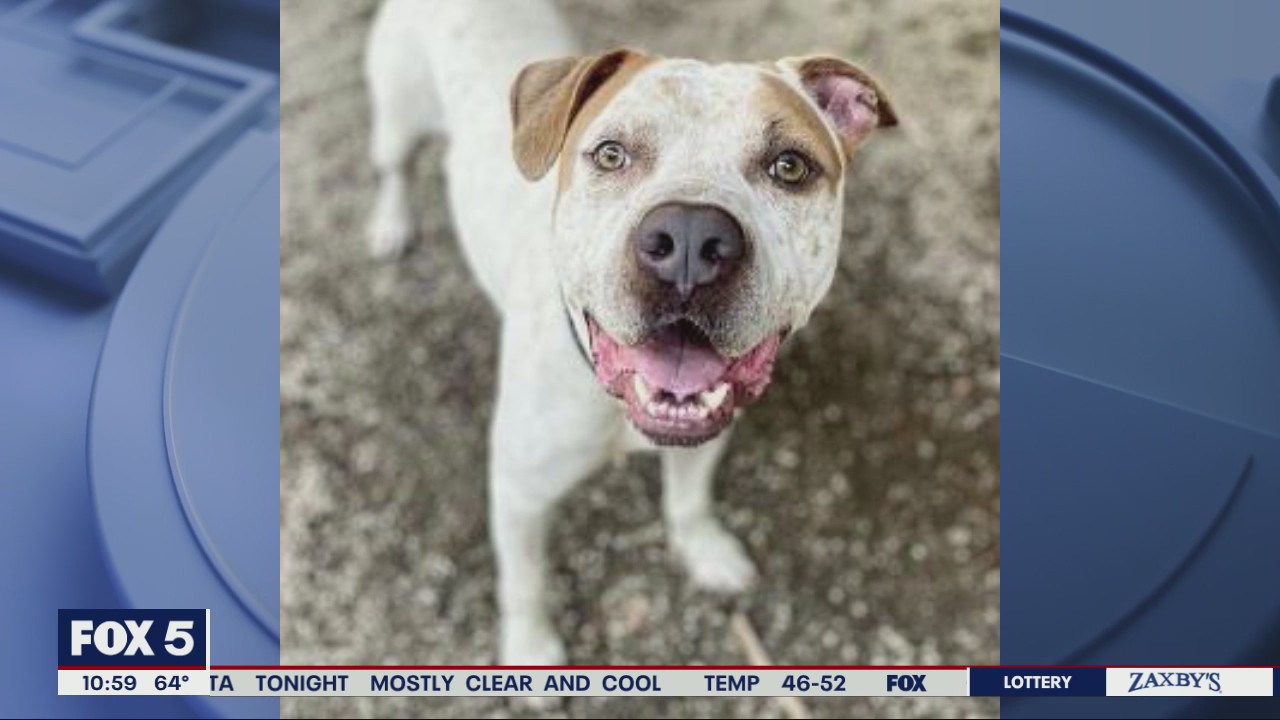 Pet of the Day from PAWS Atlanta