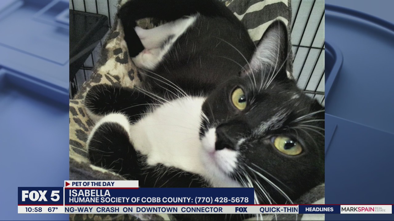 Pet of the day from Humane Society of Cobb County